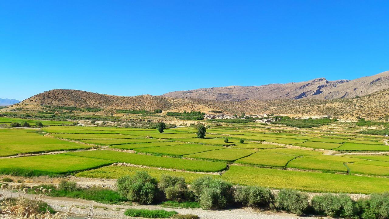 برنج کامفیروزی